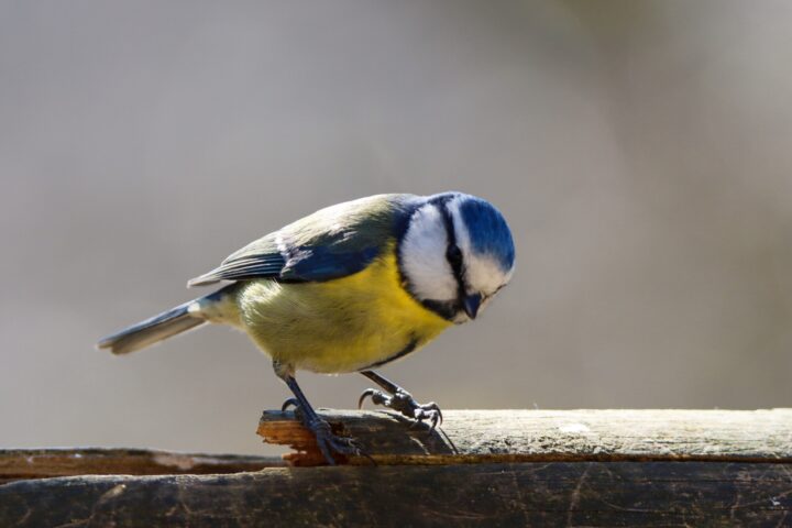Blue tit