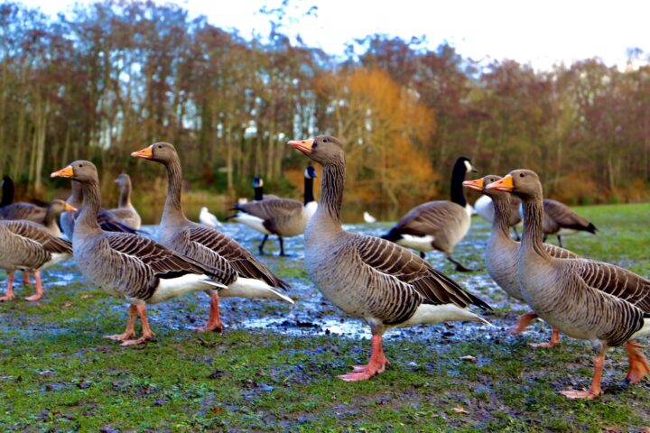 Geese in winter (Image Sophie Finch)