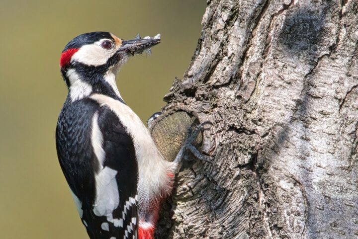 Lesser Spotted Woodpecker