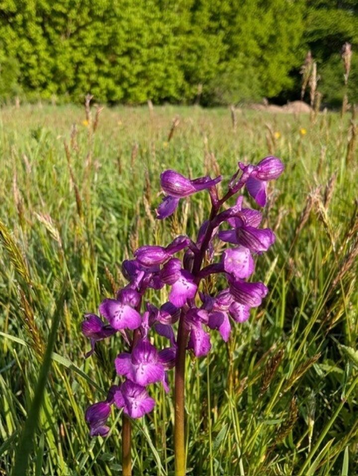 Green Winged Orchid