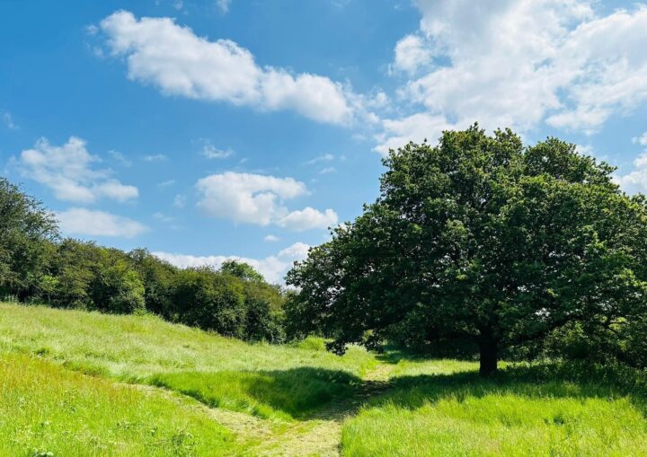 large tree and green grassy landscape at Hadleigh