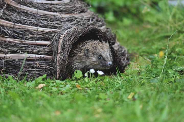 Hedgehog