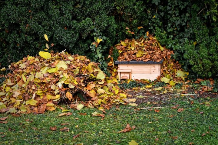 Hedgehog house