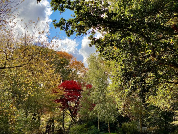 Autumnal Danbury Country Park