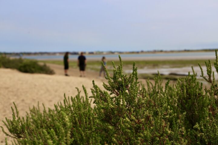 Coastal landscapes at Cudmore Grove