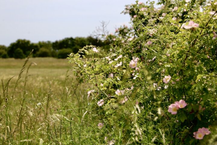 Scrub and long grass at Cudmore Grove