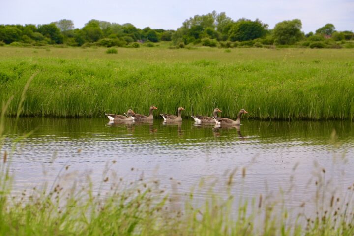 Borrow dyke and grazing marsh at Cudmore Grove
