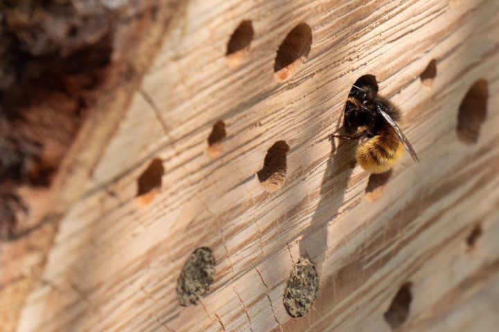 Bee in a bee hotel