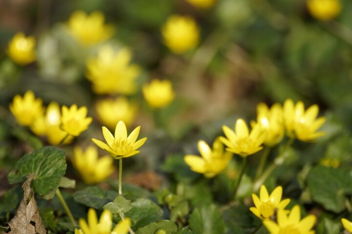 Lesser Celandine