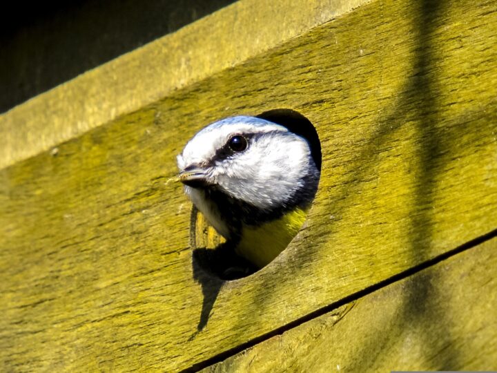 Blue tit