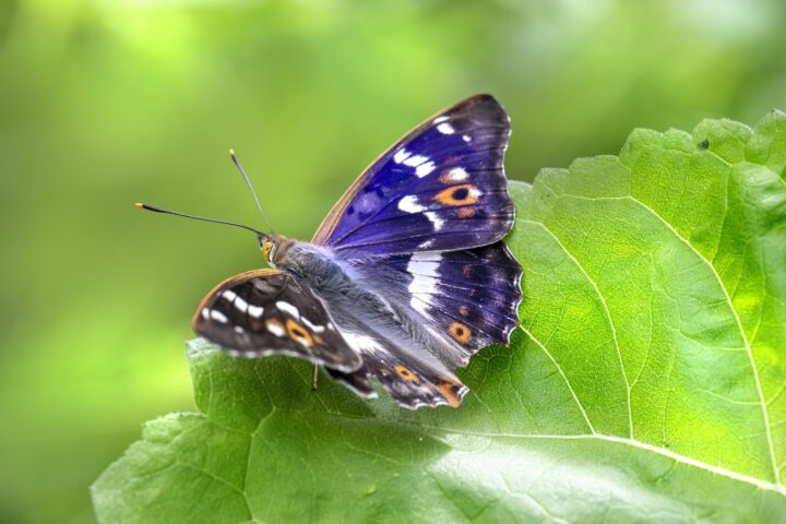 Purple emperor