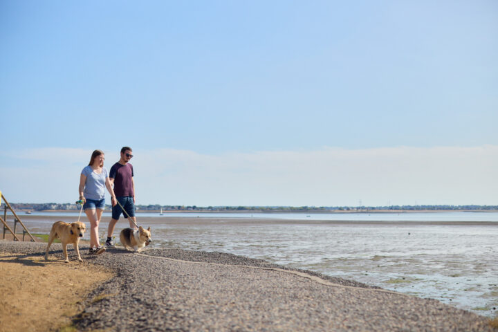 A young couple on the beach with their two dogs