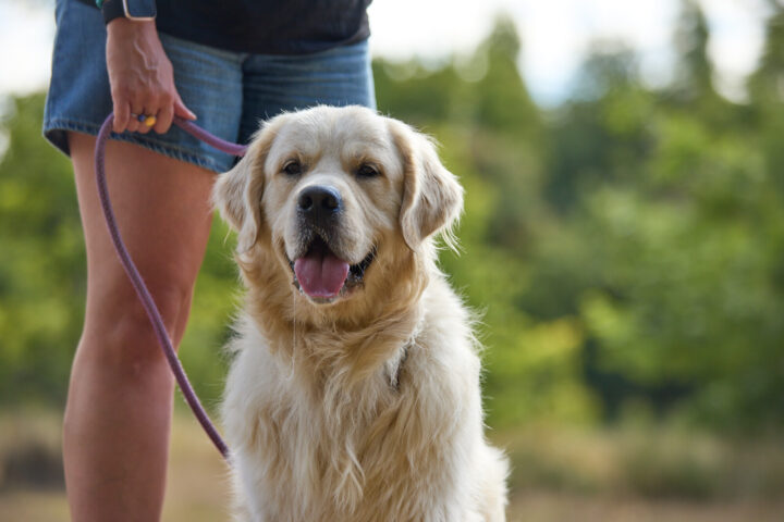 Enjoy a dog walk at an Essex Country Park