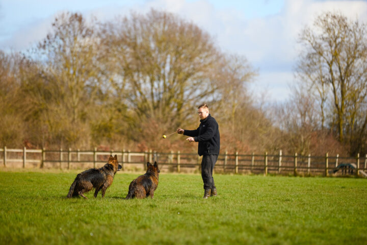 Man and two dogs in a park