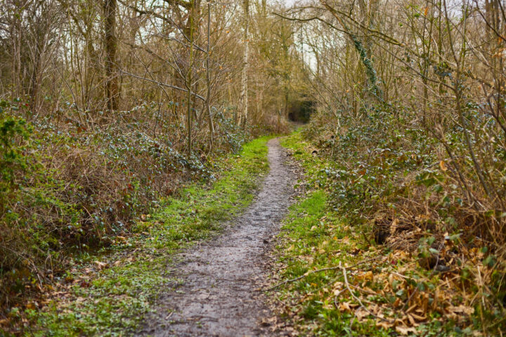 Woodland tracks at Belhus Woods