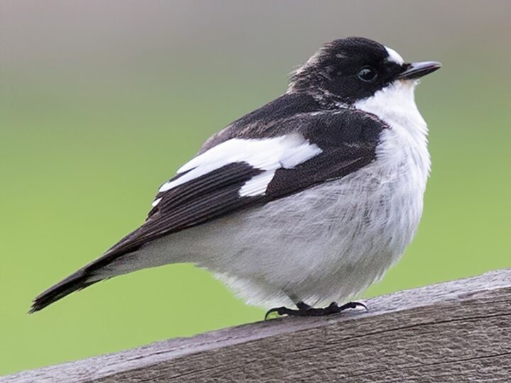 Pied Flycatcher