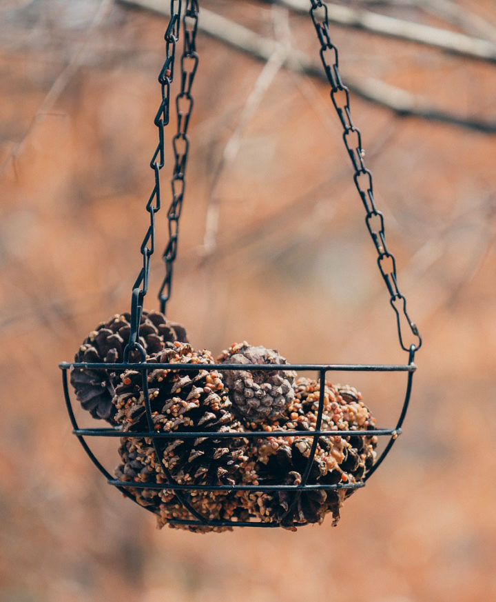 Pine Cone Garden Bird Feeder