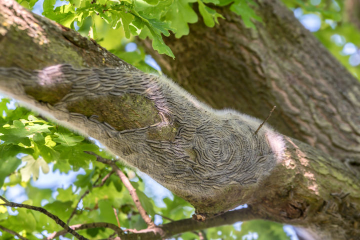 Tree branch covered in a swarm of oak processionary moth caterpillars