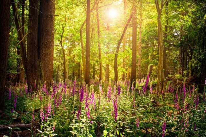 Foxgloves at Weald