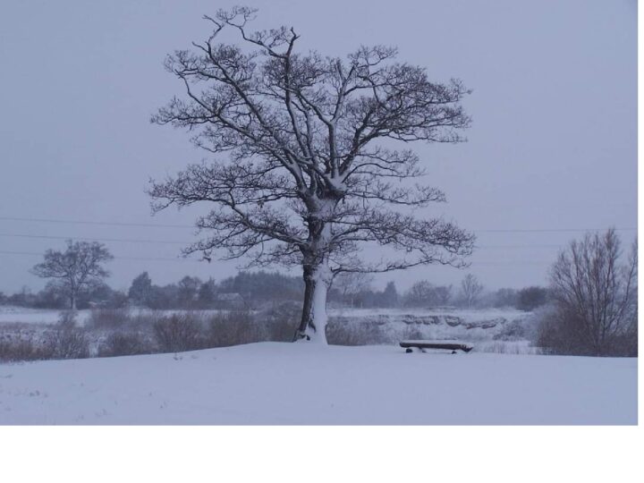 Single oak at Belhus Woods in the snow