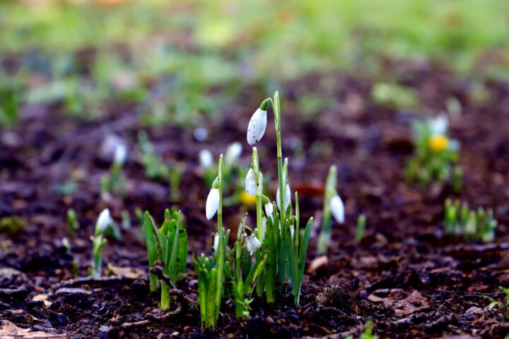 Snowdrops at Danbury Country Park
