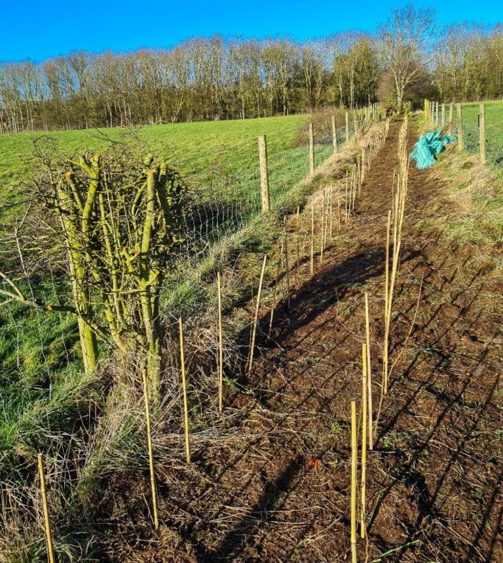 Tree planting