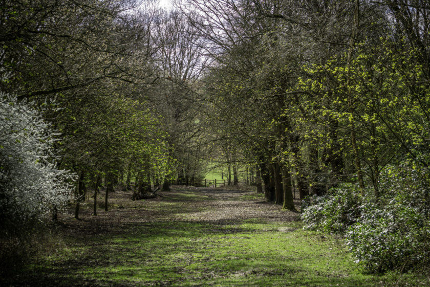 Top Dog Walks at the Essex Country Parks Explore Essex