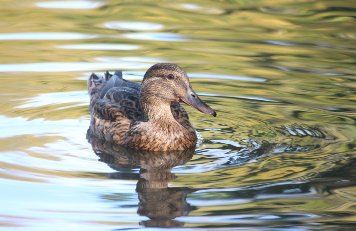 A duck in a lake