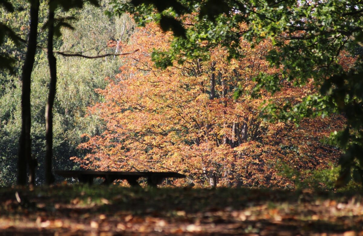 Danbury country park trees