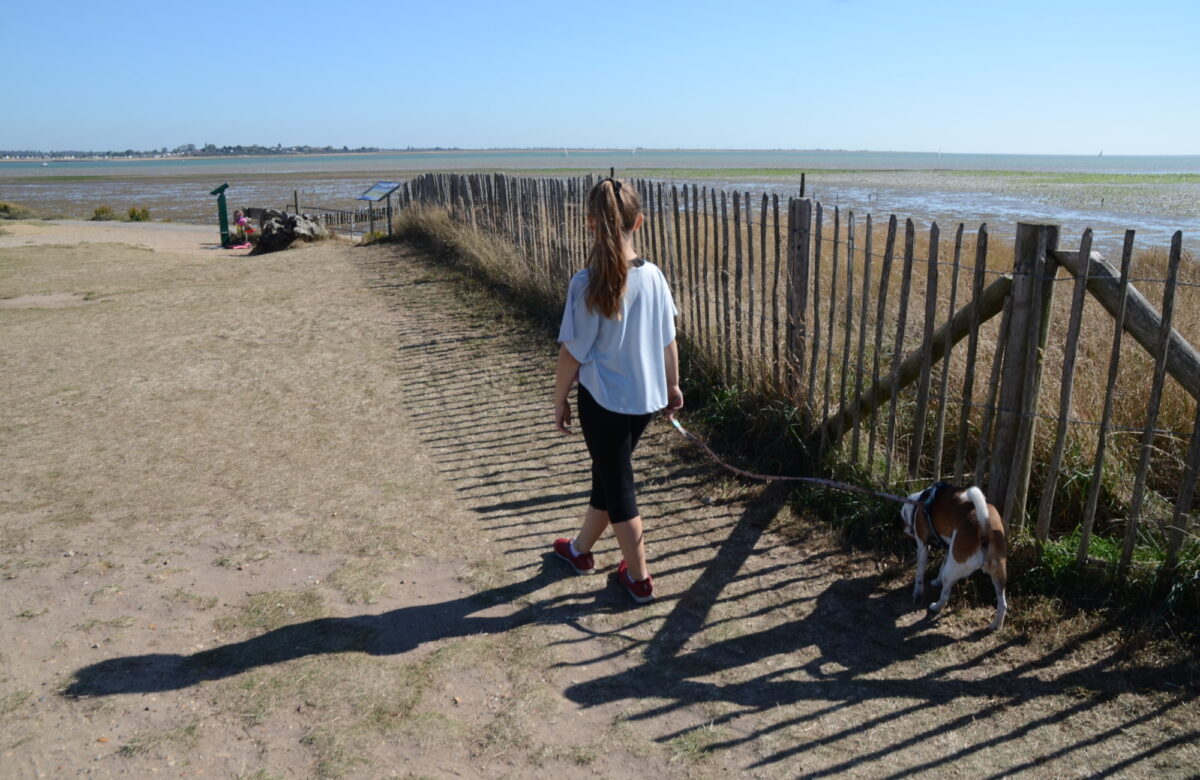 A young girl walking a dog along a beach