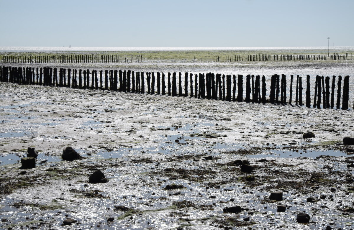 A muddy beach at low tide