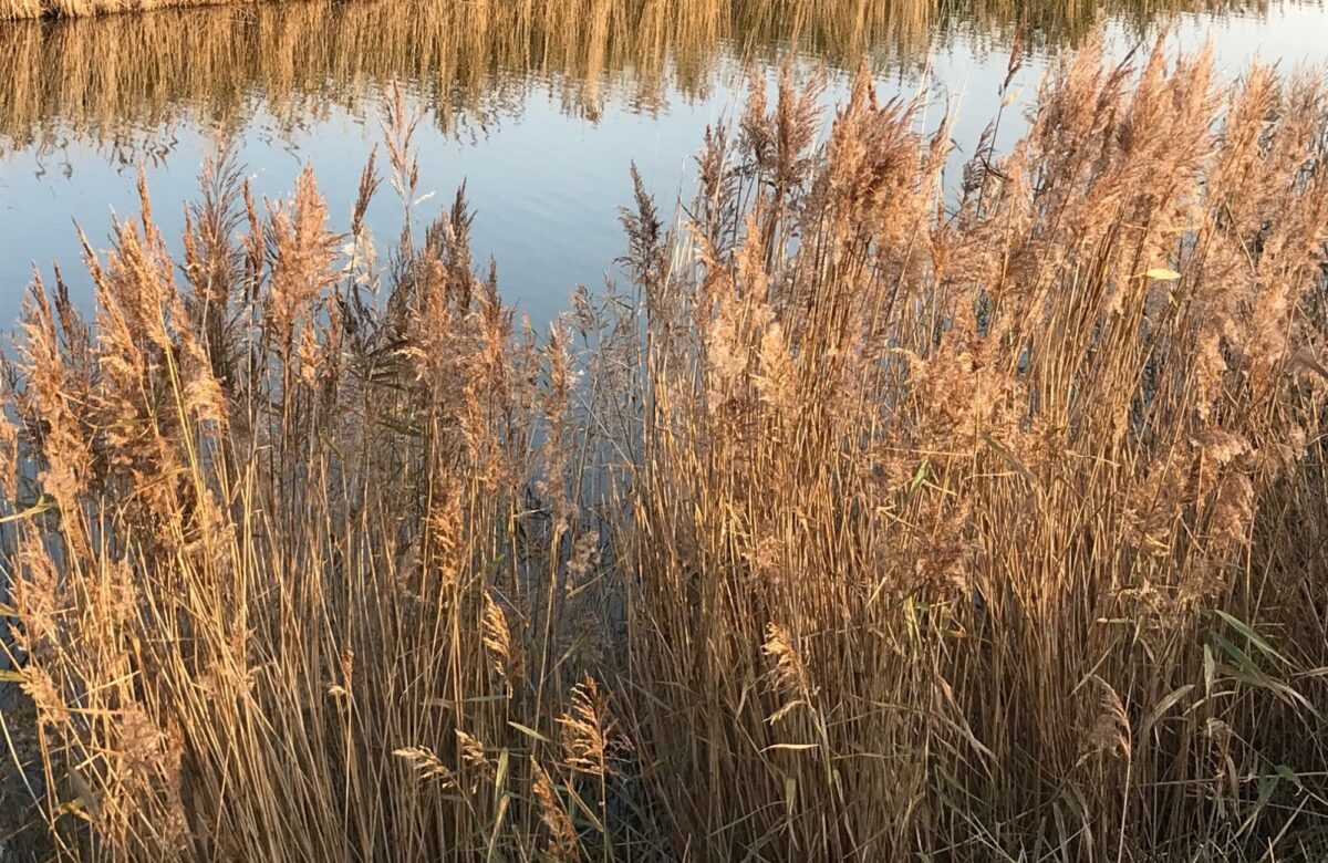 Autumn reed beds at Marsh Farm