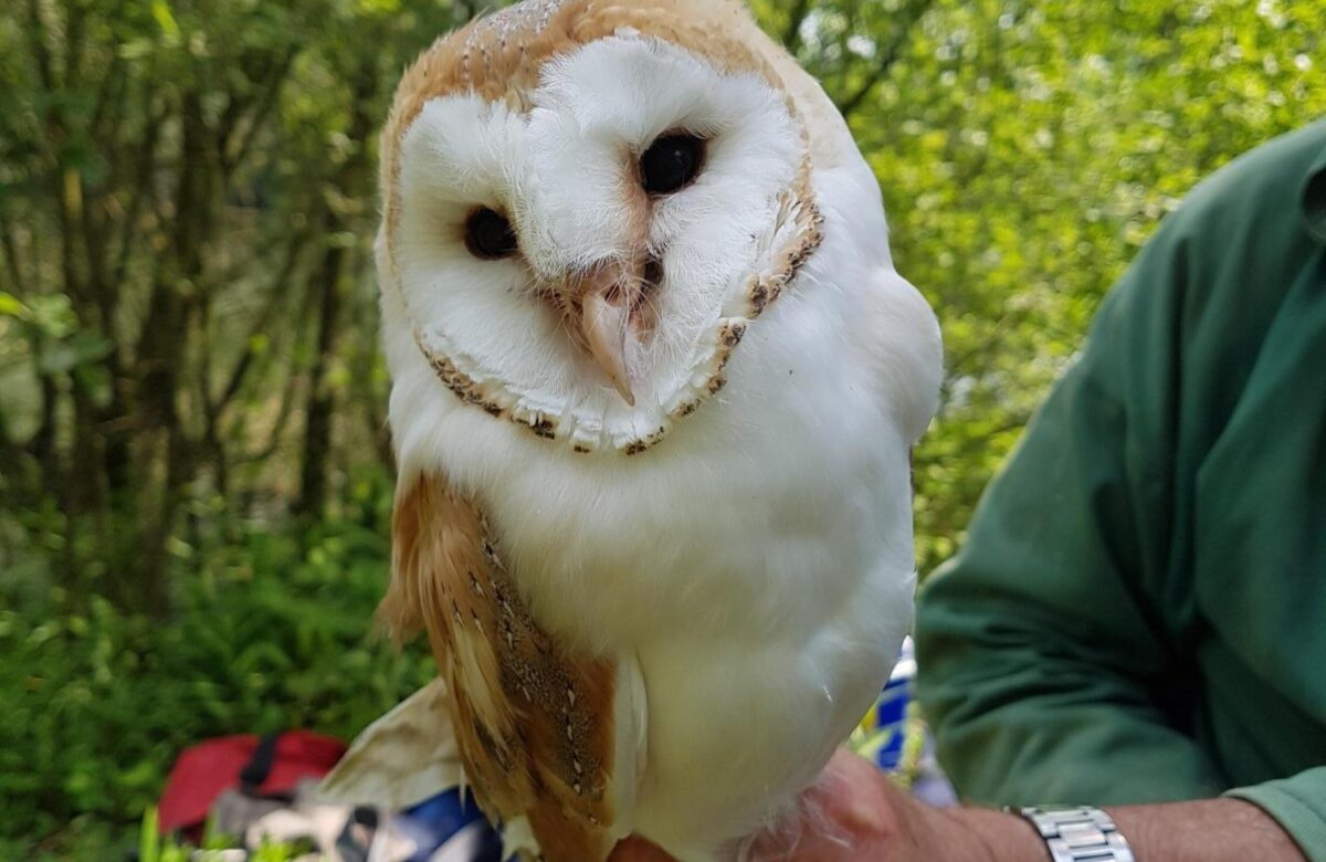 Barn Owl ringed at Belhus Woods