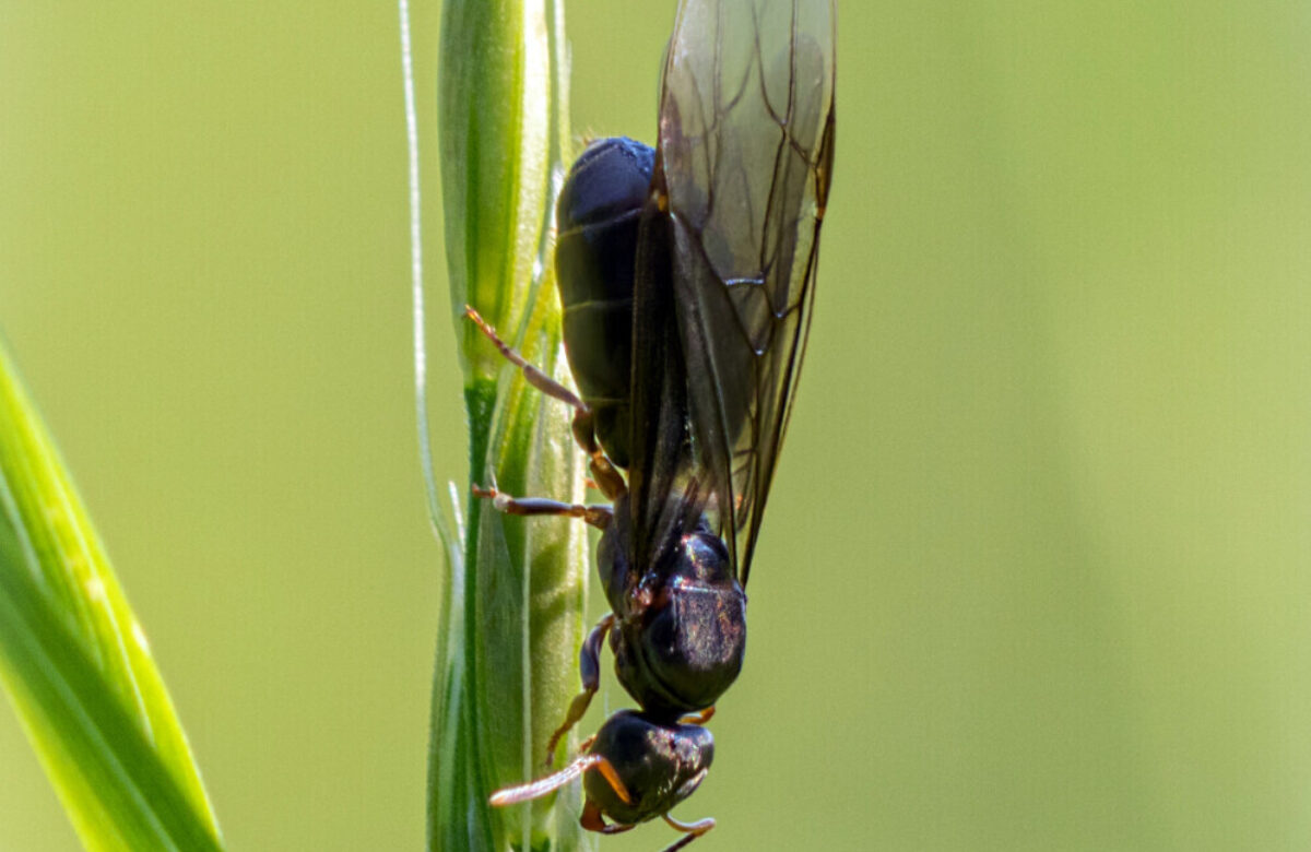 Black Soldier Fly Meadow SW201