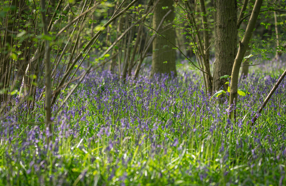 Bluebells BW4