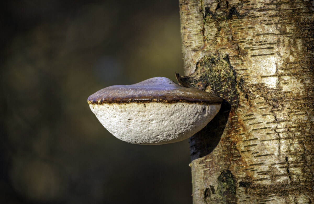 Bracket Fungus Thirndon