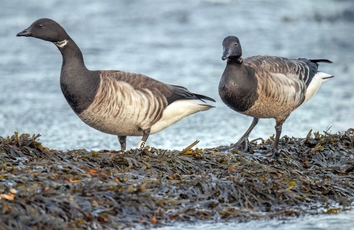 Brent Geese