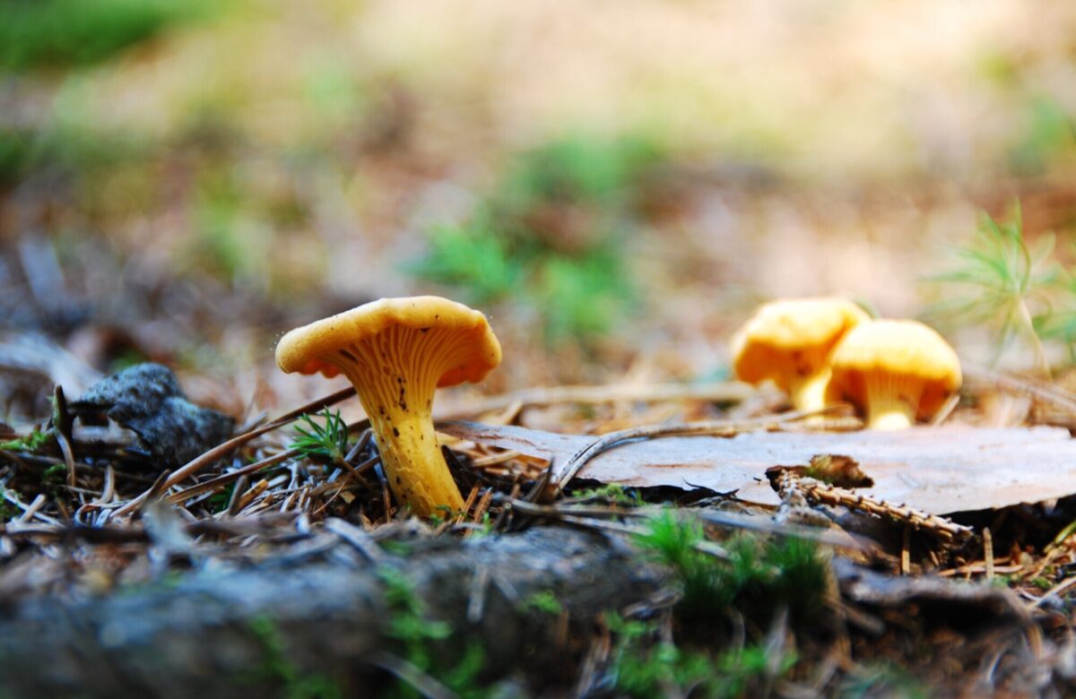 Chanterelle