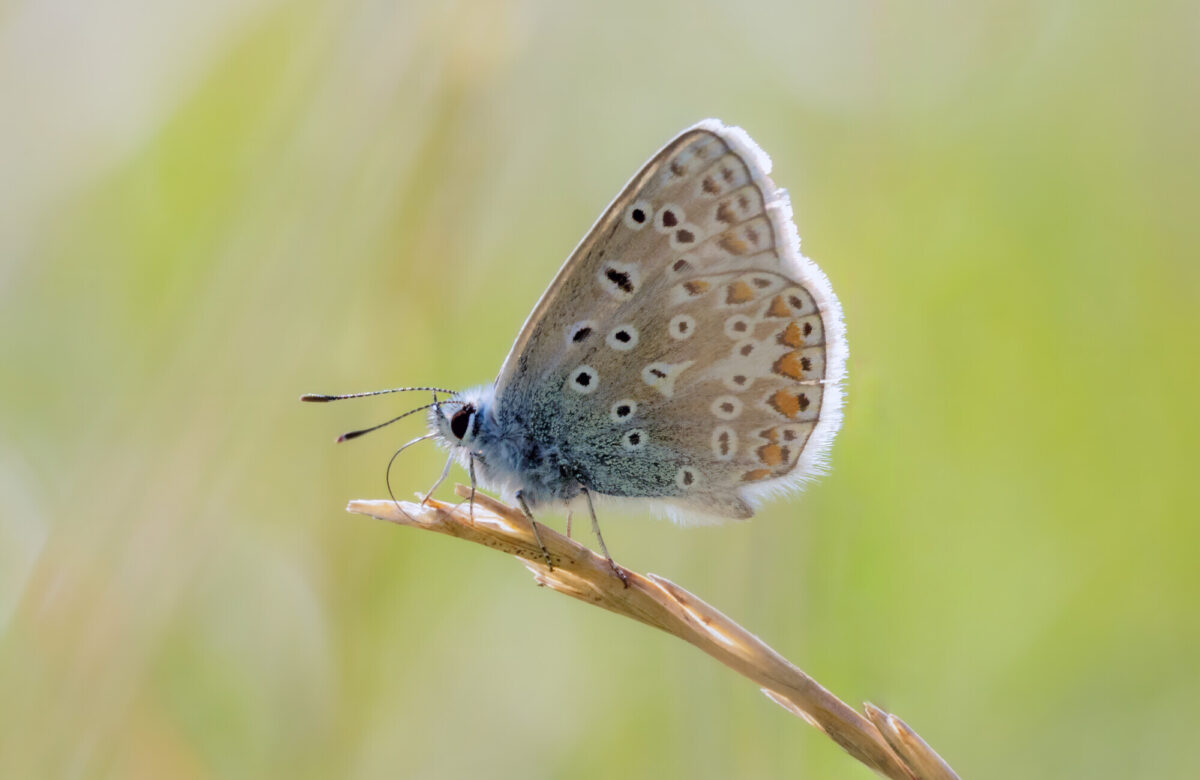 Common Blue Buttefly Sidelit 6x4 Meadow ET SW497 1