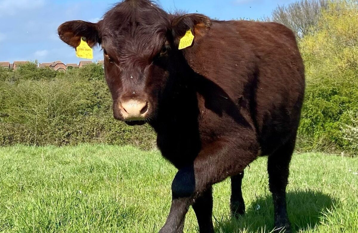 Cow close up hadleigh spring 23