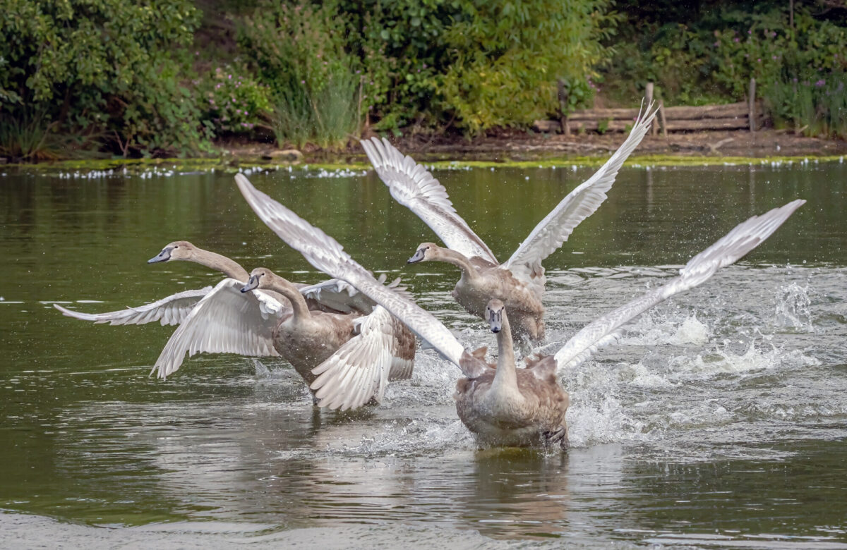 Cygnet Flit School BW2