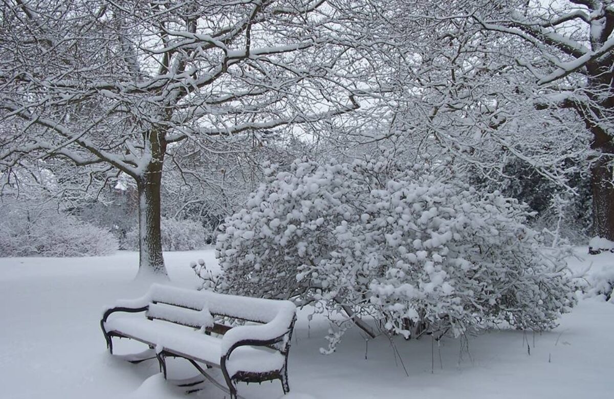 Danbury country park bench in the snow
