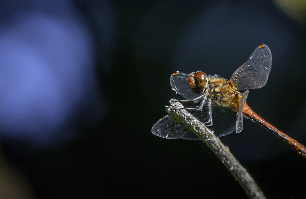 Dragonfly SW2