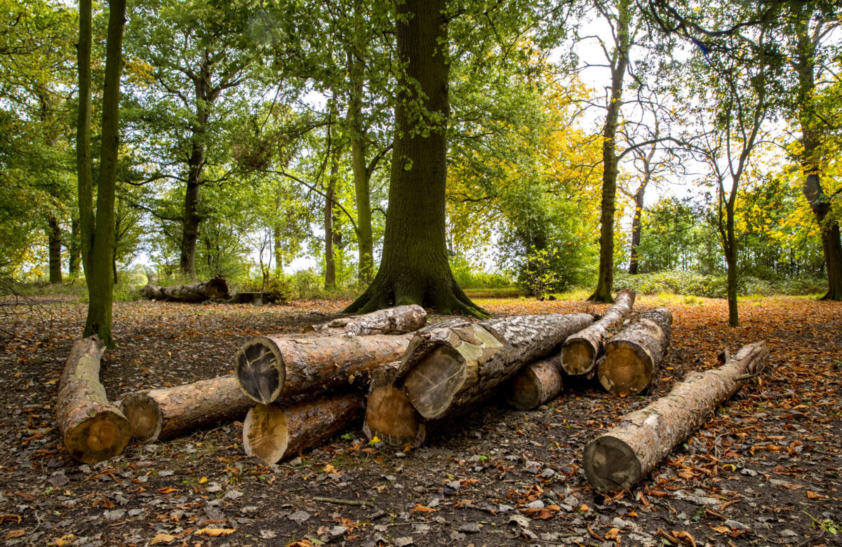 Logs on the forest floor