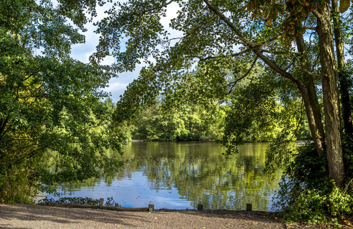 On the bank near a tree lined lake