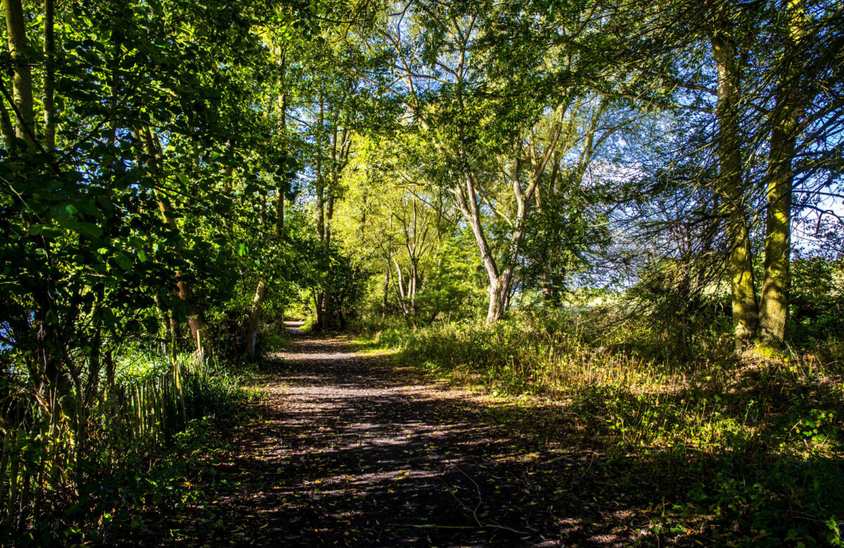 A secluded path surrounded by trees