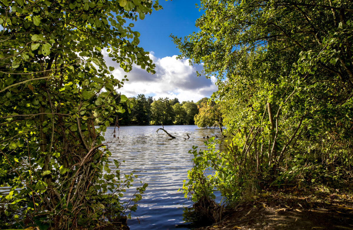 Peering through the bushes out onto the lake