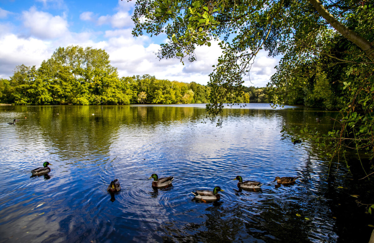 Ducks on a lake