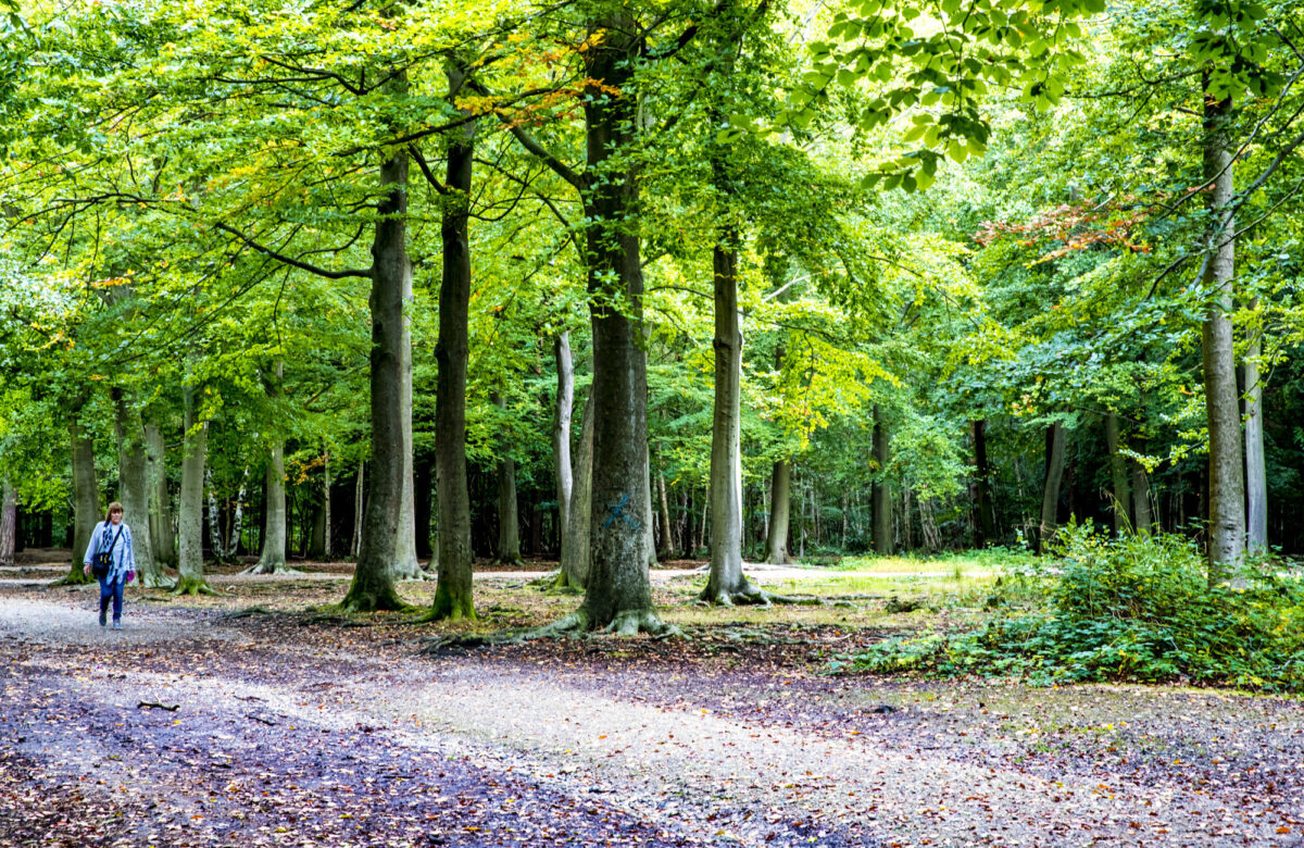A forest path