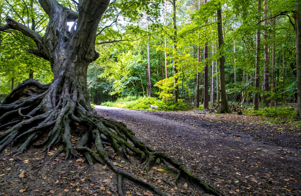 An old tree in a forest near a trail